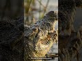 The Most Lethal Predator in Africa