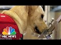 New Effort Hopes To Train Dogs To Sniff Out COVID-19 | NBC Nightly News