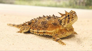 The Texas Horned Lizard