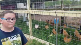 cyber monday chicken coop 2