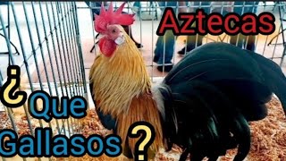 gallos Aztecas Miniatura atotonilco, que gallasos?