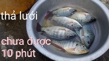 Thả lưới ở con suối có quá nhiều cá rô phi.