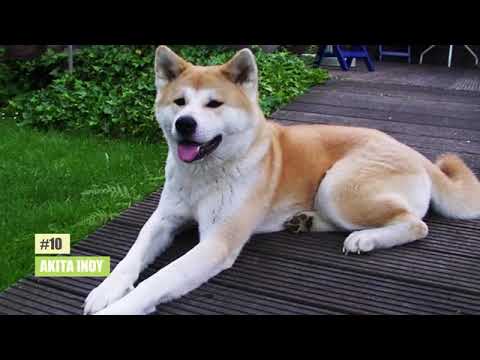 Βίντεο: Φυλή σκύλου Akita Inu