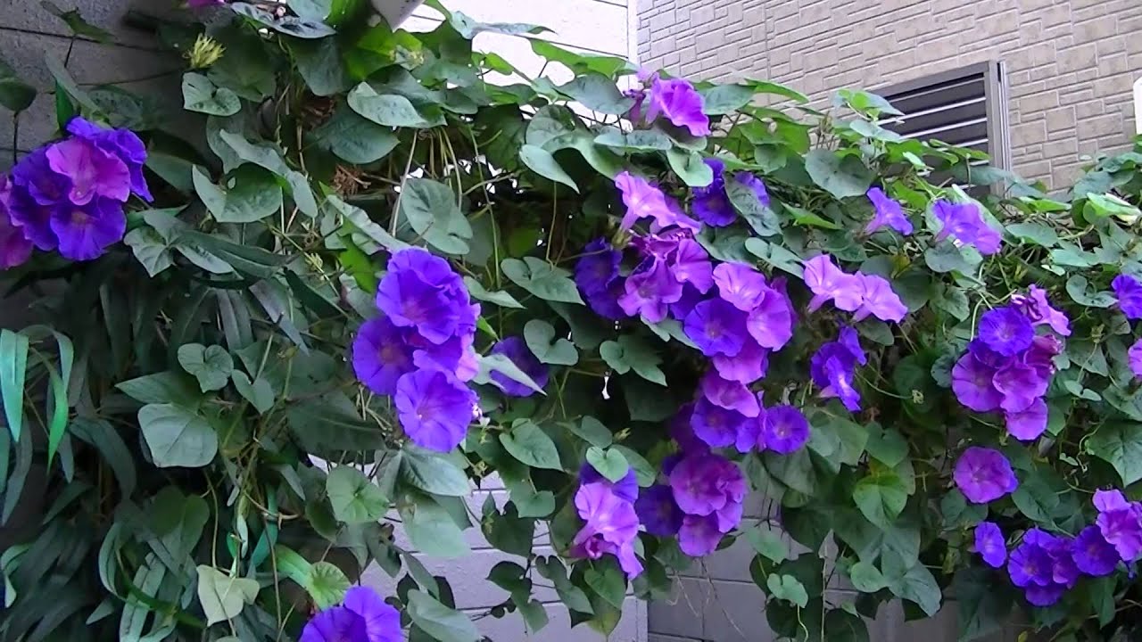 狭い庭に綺麗に咲く オーシャンブルー 西洋アサガオ Youtube