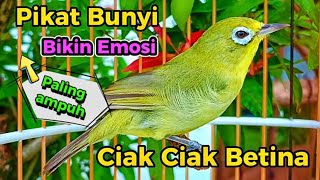 CIAK BETINA MEMANGGIL JANTAN PANCINGAN KECIAL KUNING AMPUH