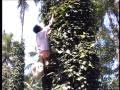 pepper in india