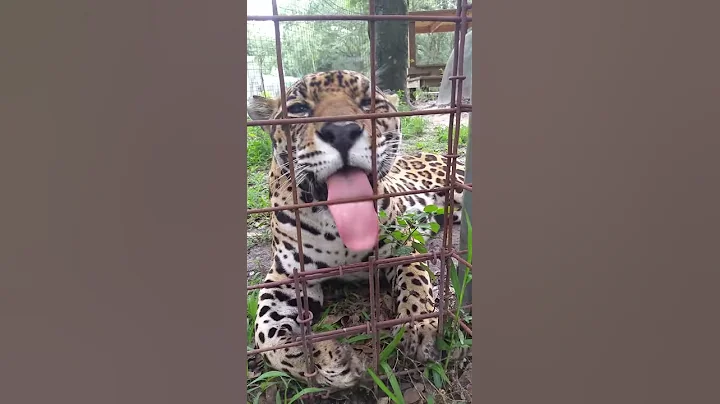 Manny Jaguar Hanging out with Keeper Sharon Henry