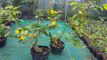 Mai cúc vip( cúc tri kỹ) lấy bo giá rẻ cả nhà ơi. 0379640642...27/3/2021