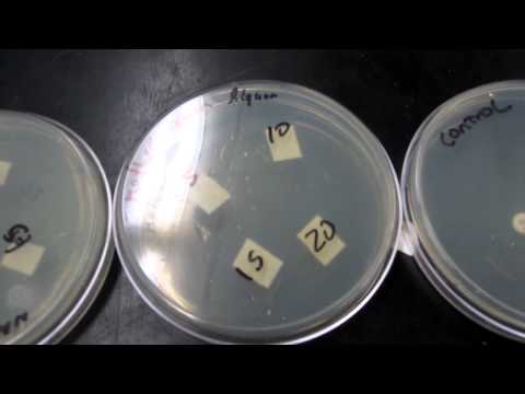 Disc diffusion assay test of penicillin against Bacillus subtilis