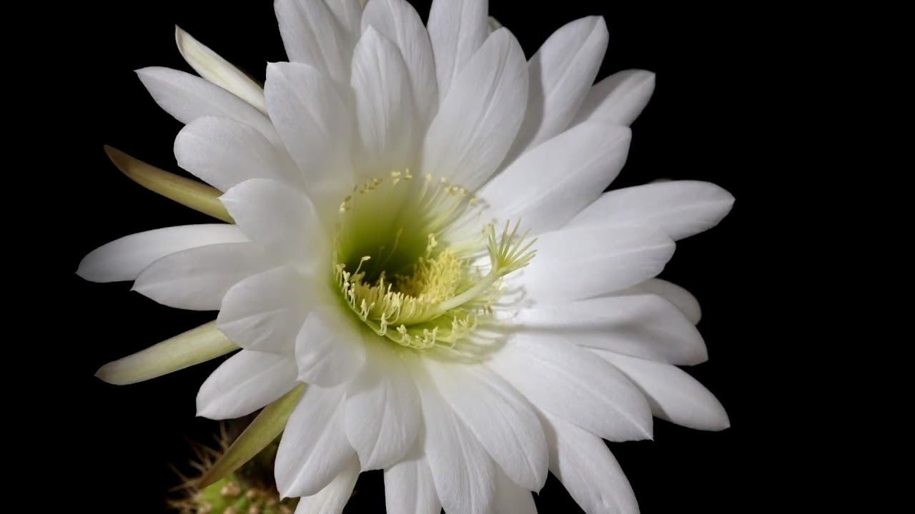 Night-blooming cactus time-lapse: Echinopsis spachiana/Trichocereus