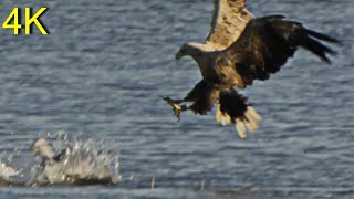 Seeadler jagt mausernde Graugans  -- White-tailed Eagle hunts moulting Greylag Goose