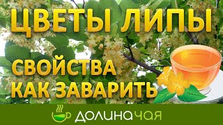 Липовый чай - польза и вред, как заварить | Долина чая