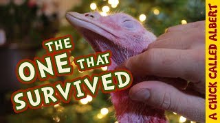 This Christmas I Saved A Turkey