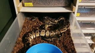 Celebrity BALL PYTHON BREEDING: More of our 2020 pairings Net Worth