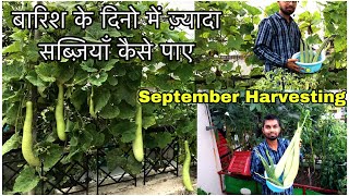 Rainy September me Hone vali Harvesting | Garden Full Update | बारिश में पौधे की देखभाल कैसे करे |