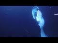 Night snorkelling with Manta Rays at Kailua-Kona Big Island Hawaii