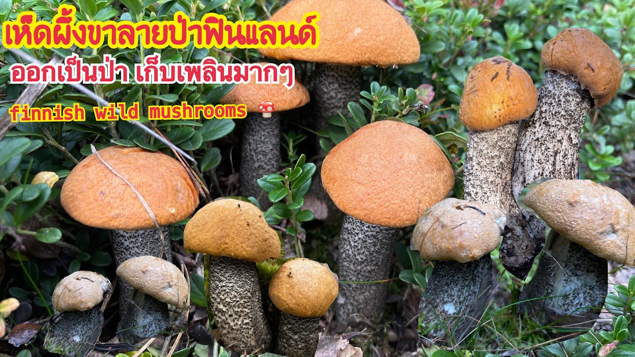 เห็ดผึ้งขาลายป่าใหม่ ป่านี้พึ่งออกเยอะมากๆ