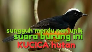 SUARA BURUNG KUCICA HUTAN !!! SUNGGUH DAMAI DAN TENANG