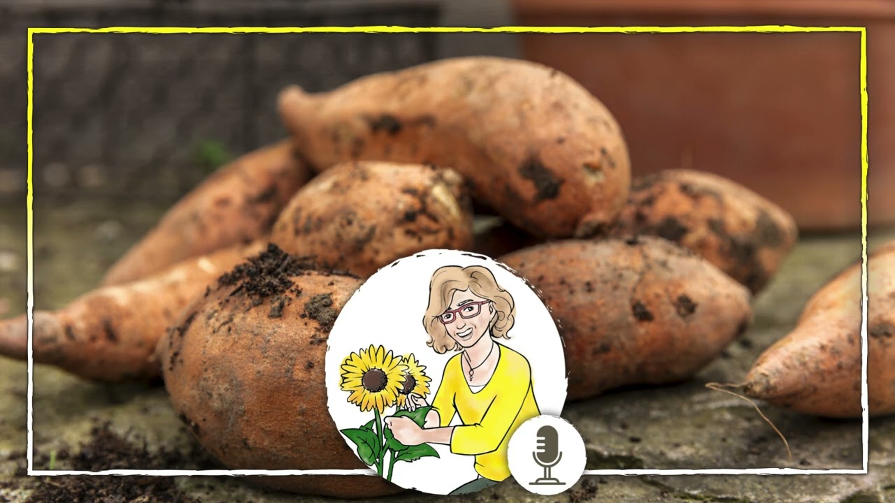 tomaten dünger selber machen Tomatendünger - Mineralischer NPK Flüssigdünger mit Stickstoff