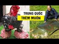 Trung Quốc Thèm Khát, Muốn Có Cho Bằng Được 7 Loài Động Vật Quý Hiếm Này Của Việt Nam | Thế Giới 360