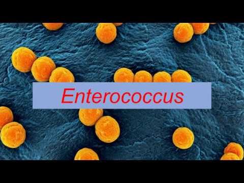 Vídeo: Sequência Do Esboço Do Genoma De Enterococcus Faecium SP15, Uma Potencial Cepa Probiótica Isolada Da água Da Nascente