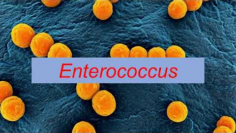 Quais os sintomas que a bactéria enterococcus faecalis causa?