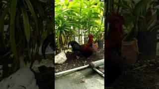 Download Lagu Ayam ketawa sundel bolong pekanbaru MP3 Download Lagu Ayam ketawa sundel bolong pekanbaru MP3