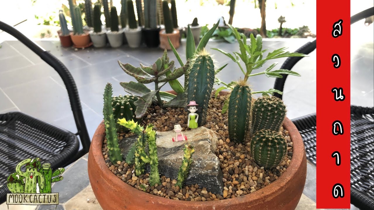 สอนจัดสวนถาด ไม้อวบน้ำพร้อมทำความรู้จักกระบองเพชรชนิดต่างๆ | MookCactus