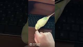 Попугай Не Даёт Работать 🐥