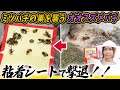 ミツバチの巣を襲うオオスズメバチをネズミ捕り粘着シートで撃退！