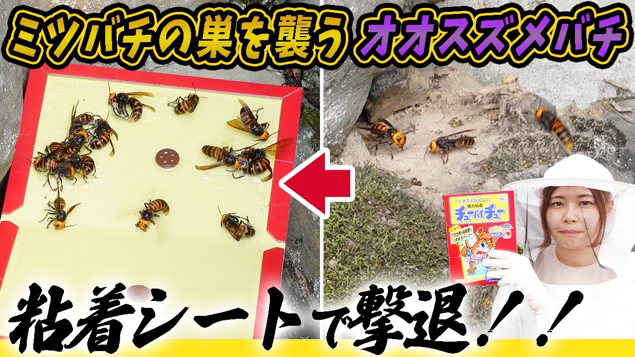 ミツバチの巣を襲うオオスズメバチをネズミ捕り粘着シートで撃退！