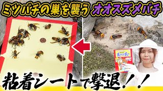 ミツバチの巣を襲うオオスズメバチをネズミ捕り粘着シートで撃退！