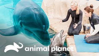 El delfín Polka es examinado por los veterinarios | El Acuario | Animal Planet