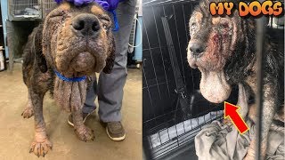 Rescue an Abandoned Dog in Horrific Condition Expected to Recover by MY DOGS 40,292 views 5 years ago 2 minutes, 43 seconds