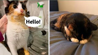 Funniest Cats 🐱 Part 126 | Don't Try to hold back Laughter 🤣 || Pet's Kara