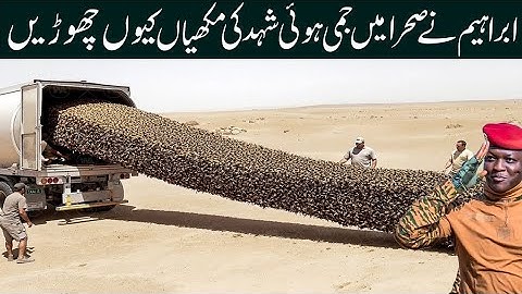 They Released Millions of Frozen Bees Into Sahara and Left Them for a Year. Result Shocked the World