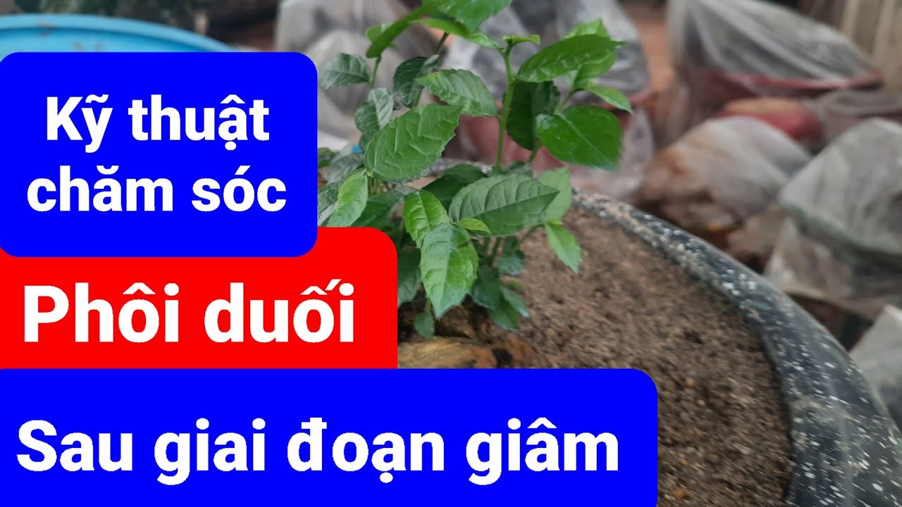 Kỹ thuật chăm sóc phôi duối sau giai đoạn giâm