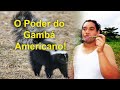 As Cartas Xamânicas, os Animais e seu Poder  O Gambá Americano!