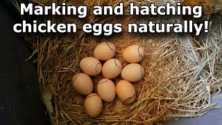 Marking and hatching chicken eggs naturally! #761