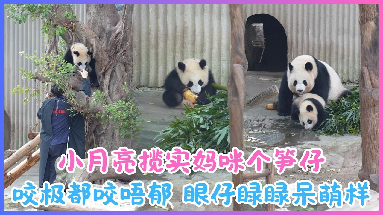 26.03.05💖小月亮揽实妈咪个笋仔咬极都咬唔郁～眼仔睩睩呆萌样💖良月啜完小月亮笑到四万咁口