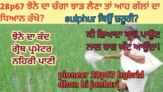 28p67 ਝੋਨੇ ਦਾ ਰਿਕਾਰਡ ਝਾੜ ਲੈਣਾ ਤਾਂ ਯੂਰੀਆ ਖਾਦ ਦੀ ਸਹੀ ਮਾਤਰਾ! Dhan pioneer 28p67 ka utpadan kaise badhye