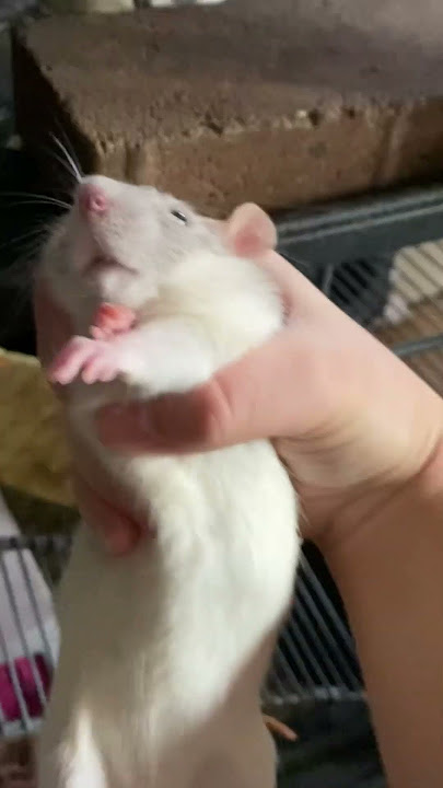 Ratata