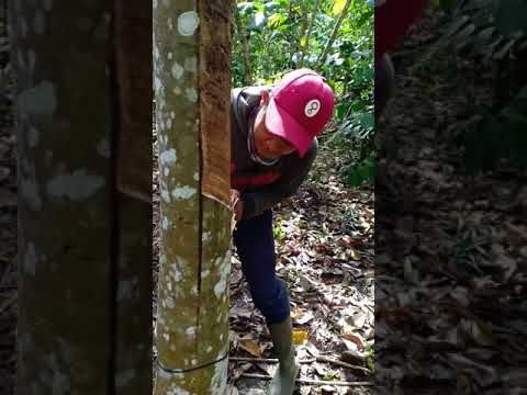 Bujang karut sare pule