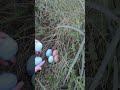 Mutant dinosaur eggs? Rare Dome # Bird Egg # Unknown Organism Egg# #oceanpearl #fishing #cute