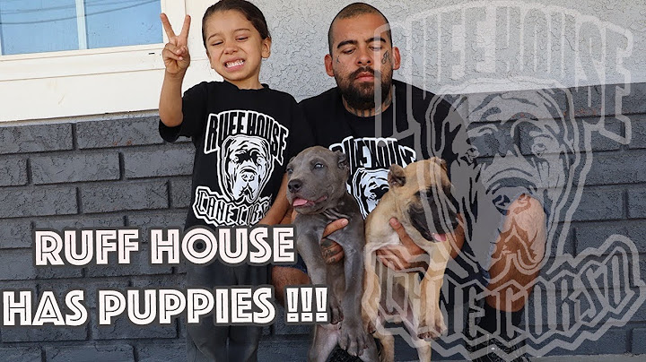 Cane corso puppies for sale arizona