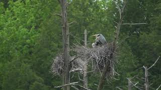 Great Blue Heron 5 31 2020 - Video By Rod Sutton