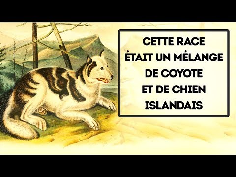 Vidéo: 12 Races De Chiens Courantes Et Leurs Problèmes De Santé