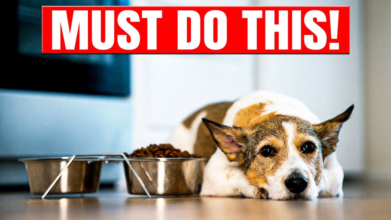 Never Leave Your Dog Alone Unless You Do This