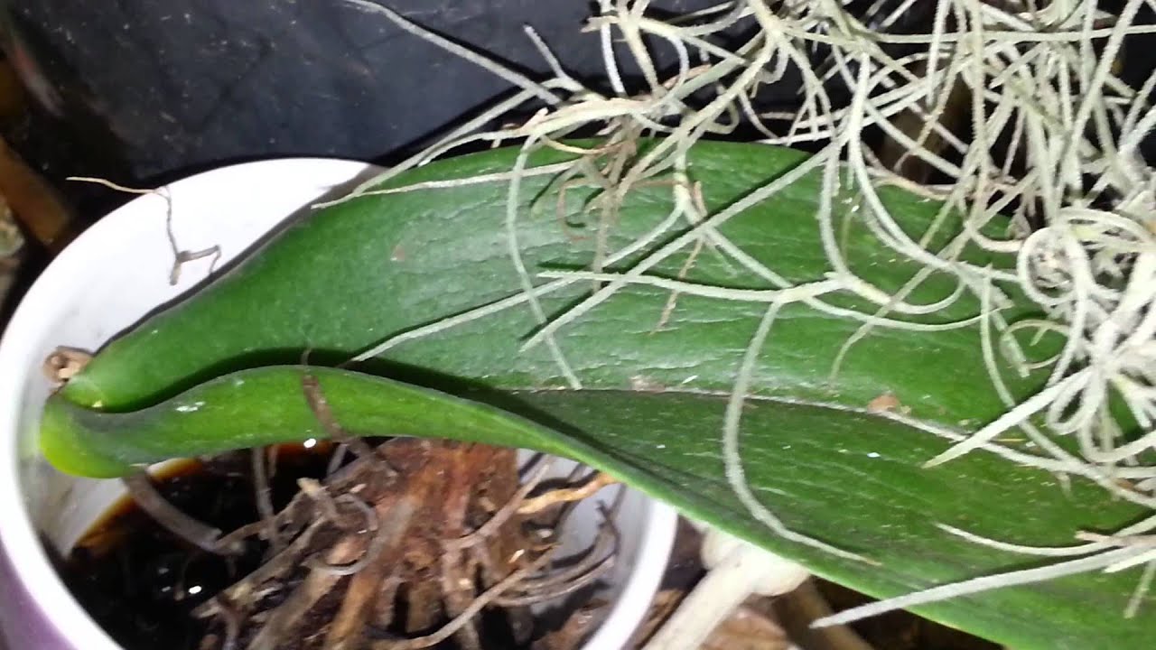 Update on my Dying Moth orchid - still with us ? Recovery ? 