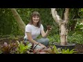 The Garden Gurus - Creating a Bromeliad Tree